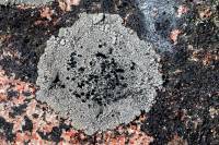 Lichen sur rocher (Tephromela atra)